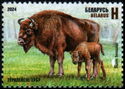 European Bison (Bison bonasus)