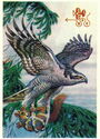 Northern goshawk