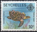 Hawksbill Turtle (Eretmochelys imbricata)