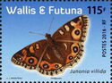Meadow Argus (Junonia villida)
