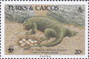 Turks and Caicos Rock Iguana (Cyclura carinata)