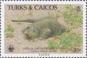 Turks and Caicos Rock Iguana (Cyclura carinata)