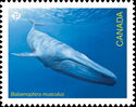 Blue Whale (Balaenoptera musculus)