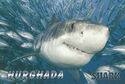 Hurghada. Red Sea - Shark