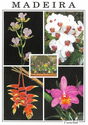 Madeira Flowers