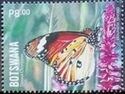African Monarch (Danaus chrysippus)
