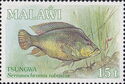 Tsungwa, Yellow-belly Bream (Serranochromis robustus)