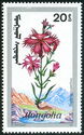 Dianthus superbus