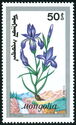 Iris sibrica