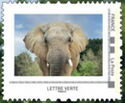 African Elephant