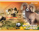 Fauna WWF Altai Argali