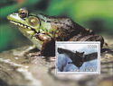 Bats and Frogs