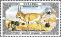 Mongolian Saiga (Saiga tatarica mongolica)