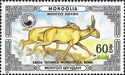 Mongolian Saiga (Saiga tatarica mongolica)
