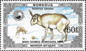 Mongolian Saiga (Saiga tatarica mongolica)