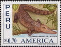 American Crocodile (Crocodylus acutus)