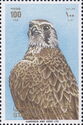 Peregrine Falcon (Falco peregrinus)