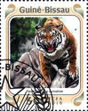 Sumatran Tiger (Panthera tigris sumatrae)