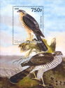 Animals and Insects Paintings Sparrowhawks