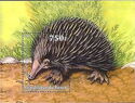 Animals and Insects Paintings Spiny Anteater