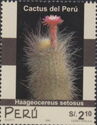 Haageocereus setosus
