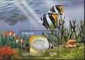Chevroned Butterflyfish (Chaetodon trifascialis)