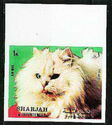 Yellow Persian (Felis silvestris catus)