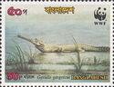 Gharial (Gavialis gangeticus)