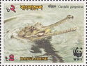 Gharial (Gavialis gangeticus)