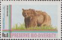 Brown Bear (Ursus arctos)
