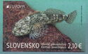 Europa (C.E.P.T.) 2024 : Alpine Bullhead (Cottus poecilopus)