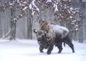 Bison fauna