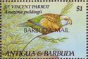 St. Vincent Parrot (Amazona guildingii) - Overprinted