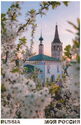 Suzdal, Vladimir Oblast. Cherry blossom