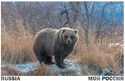 Bear. Kurilskoe Lake, Kamchatka