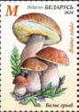 Penny Bun (Boletus edulis)