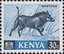 Desert Warthog (Phacochoerus aethiopicus)
