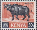 African Buffalo (Syncerus caffer)