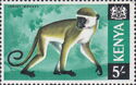 Vervet Monkey (Chlorocebus pygerythrus)