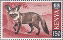 Bat-eared Fox (Otocyon megalotis)