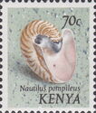 Chambered Nautilus (Nautilus pompileus)