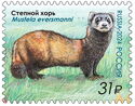 Steppe Polecat (Mustela eversmanii)