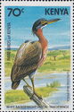 White-backed Night Heron (Nycticorax leuconotus)