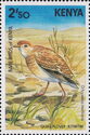 Quail-plover (Ortyxelos meiffrenii)