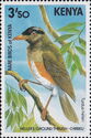 Taita Thrush (Turdus helleri)