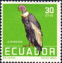 Andean Condor (Vultur gryphus)