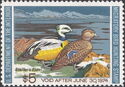 Steller's eider (Polysticta stelleri)