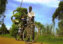 Uganda - Matooke Transport
