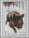 Wild Boar (Sus scrofa)