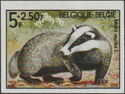 European Badger (Meles meles)